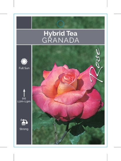 Picture of ROSE GRANADA (HT)                                                                                                                                     