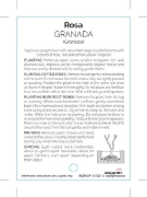 Picture of ROSE GRANADA (HT)                                                                                                                                     
