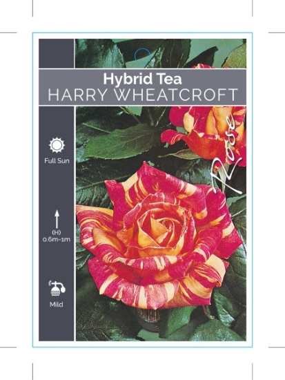 Picture of **ROSE HARRY WHEATCROFT (HT)                                                                                                                          