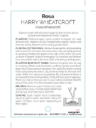 Picture of **ROSE HARRY WHEATCROFT (HT)                                                                                                                          