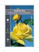 Picture of ROSE HELMUT SCHMIDT (HT)                                                                                                                              