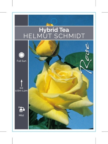 Picture of ROSE HELMUT SCHMIDT (HT)                                                                                                                              