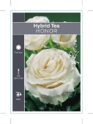Picture of ROSE HONOR (HT)                                                                                                                                       