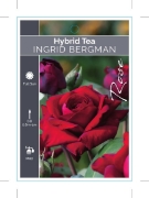 Picture of ROSE INGRID BERGMAN (HT)                                                                                                                              