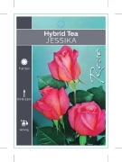 Picture of **ROSE JESSIKA (HT)                                                                                                                                   