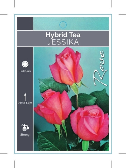 Picture of **ROSE JESSIKA (HT)                                                                                                                                   