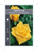 Picture of **ROSE KINGS RANSOM (HT)                                                                                                                              