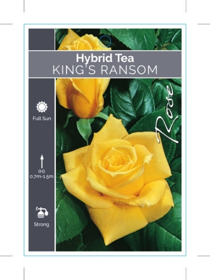 Picture of **ROSE KINGS RANSOM (HT)                                                                                                                              