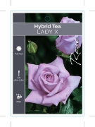 Picture of ROSE LADY X (HT)                                                                                                                                      