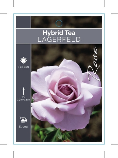 Picture of ROSE LAGERFELD (HT)                                                                                                                                   