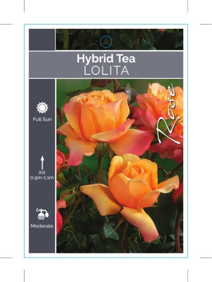 Picture of ROSE LOLITA (HT)                                                                                                                                      