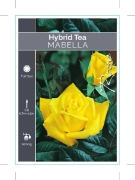 Picture of ROSE MABELLA (HT)                                                                                                                                     
