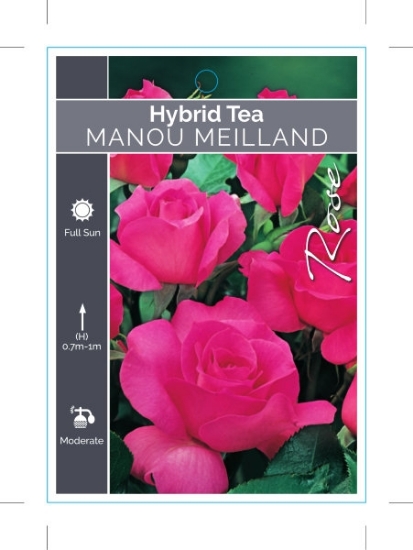 Picture of ROSE MANOU MEILLAND (HT)                                                                                                                              