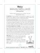Picture of ROSE MANOU MEILLAND (HT)                                                                                                                              