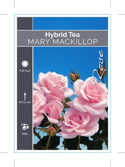 Picture of ROSE MARY MACKILLOP (HT)                                                                                                                              