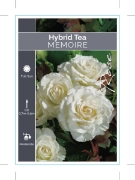 Picture of ROSE MEMOIRE (HT)                                                                                                                                     