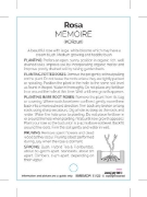 Picture of ROSE MEMOIRE (HT)                                                                                                                                     