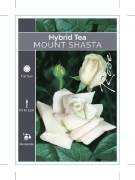 Picture of ROSE MOUNT SHASTA (HT)                                                                                                                                