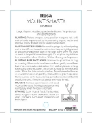 Picture of ROSE MOUNT SHASTA (HT)                                                                                                                                