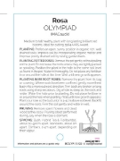 Picture of **ROSE OLYMPIAD (HT)                                                                                                                                  