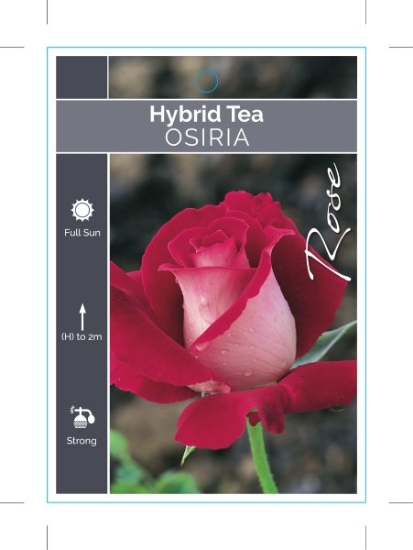 Picture of **ROSE OSIRIA (HT)                                                                                                                                    