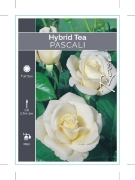 Picture of ROSE PASCALI (HT)                                                                                                                                     
