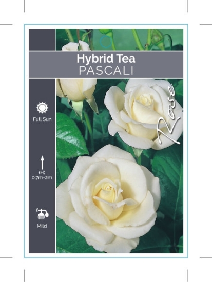 Picture of ROSE PASCALI (HT)                                                                                                                                     