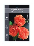 Picture of ROSE PAT AUSTIN (ER SHRUB)                                                                                                                            