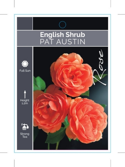 Picture of ROSE PAT AUSTIN (ER SHRUB)                                                                                                                            