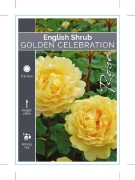 Picture of ROSE GOLDEN CELEBRATION (ER SHRUB)                                                                                                                    