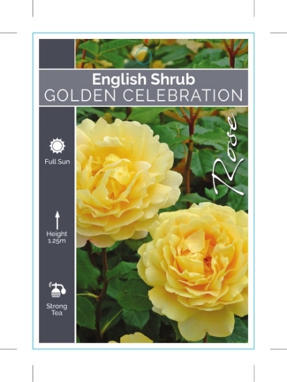 Picture of ROSE GOLDEN CELEBRATION (ER SHRUB)                                                                                                                    