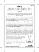 Picture of ROSE GOLDEN CELEBRATION (ER SHRUB)                                                                                                                    