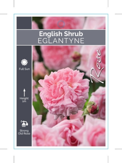 Picture of ROSE EGLANTYNE (ER SHRUB)                                                                                                                             