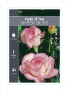 Picture of ROSE SHEER BLISS (HT)                                                                                                                                 
