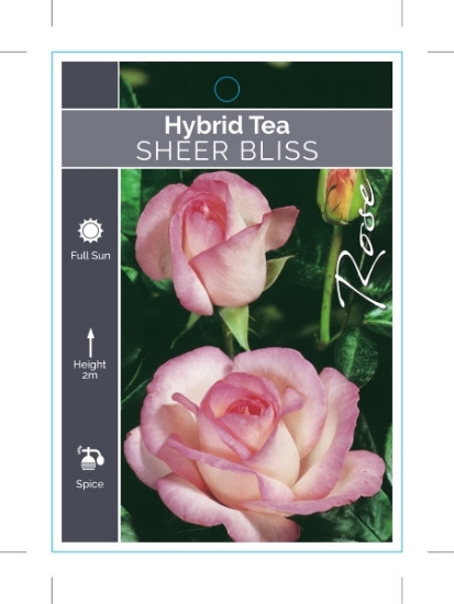 Picture of ROSE SHEER BLISS (HT)                                                                                                                                 