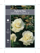 Picture of ROSE GRAND FINALE (HT)                                                                                                                                