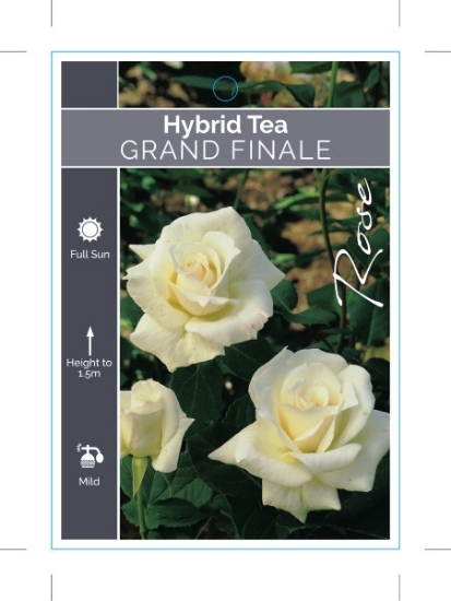 Picture of ROSE GRAND FINALE (HT)                                                                                                                                