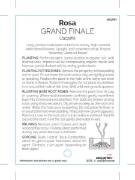 Picture of ROSE GRAND FINALE (HT)                                                                                                                                