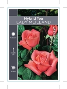 Picture of ROSE LADY MEILLAND (HT)                                                                                                                               