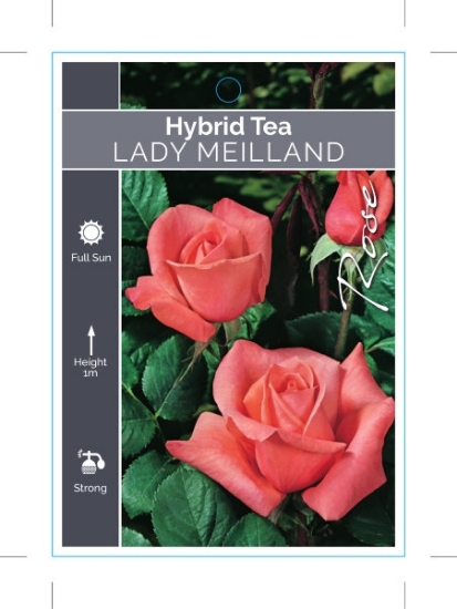 Picture of ROSE LADY MEILLAND (HT)                                                                                                                               