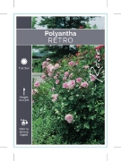 Picture of ROSE RETRO (Polyantha)                                                                                                                                
