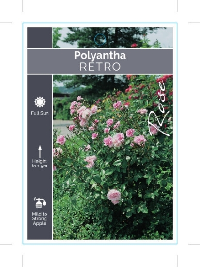 Picture of ROSE RETRO (Polyantha)                                                                                                                                