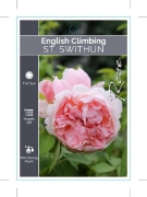 Picture of ROSE ST. SWITHUN (ER CLIMBING)                                                                                                                        