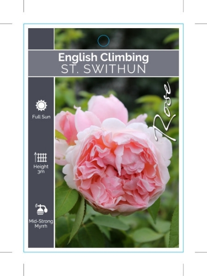 Picture of ROSE ST. SWITHUN (ER CLIMBING)                                                                                                                        
