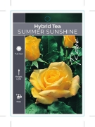 Picture of ROSE SUMMER SUNSHINE                                                                                                                                  