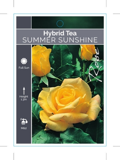 Picture of ROSE SUMMER SUNSHINE                                                                                                                                  