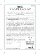 Picture of ROSE SUMMER SUNSHINE                                                                                                                                  