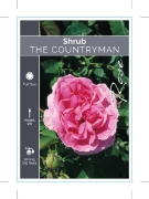 Picture of ROSE THE COUNTRYMAN (SHRUB)                                                                                                                           