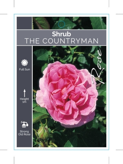 Picture of ROSE THE COUNTRYMAN (SHRUB)                                                                                                                           