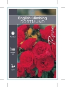 Picture of ROSE DORTMUND (ER CLIMBING)                                                                                                                           